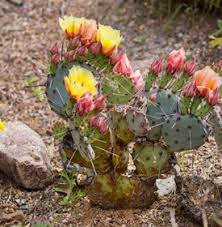 All have flat, fleshy pads that look like large leaves. Prickly Pear How To Grow And Care For Opuntia Cactus Garden Design