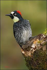 Birds Of The Southwest Usa Acorn Woodpecker Woodpecker Bird Species Bird Life List