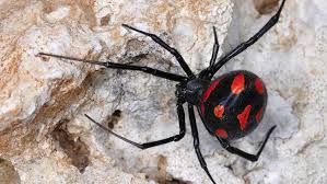 Araneae (clerck, 1757) description de l'araignée l'araignée. Existe T Il Des Araignees Mortelles En France Ca M Interesse