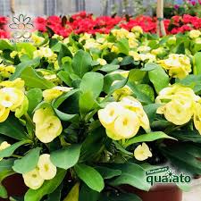 Jun 06, 2021 · le piante da giardino con fiori danno il meglio di sè in estate. 15 Meravigliose Piante Estive Resistenti Al Sole Floricoltura Quaiato