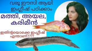 Mackerel is actually a term which is used for different species of fish that belong to the scombridae family, including cero, atlantic, king and spanish. à´® à´¨ à´•à´³ à´Ÿ à´ª à´° à´•àµ¾ à´‡ à´— à´² à´· àµ½ Fish Names And Their English To Malayalam Translation Youtube