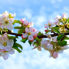 Apple tree with no blossoms fri aug 08, 2008 10:39 pm i was wondering if anyone knew why my apple tree didn't get any blossoms this year.had it for 3 years now and always had blossoms. How Long Until My Tree Produces Fruit One Green World