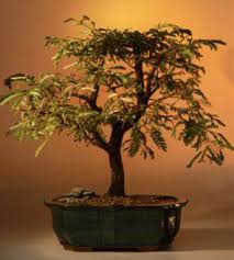 Climate, zone, growth speed, water, light, planting season & colors. Tamarind Bonsai Tree 27 X24 X26 Br Tamarindus Indica