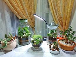 Tanaman dan pokok dalam rumah kena pilih yang mudah ditanam dengan cuaca malaysia. Tanam Pokok Dalam Bekas Kaca Lagi Mudah Mak Mak Nak Jaga Comel Pun Comel Keluarga