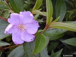 Image result for Melastomastrum