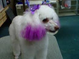 I was like, 'you dyed my dog's hair?' ″'yes,' adams told her. How To Dye A Dog S Fur Safely Our Fit Pets