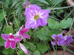 Image result for Asystasia intrusa