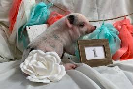 Maybe you would like to learn more about one of these? Mini Pigs For Sale Lil Smokies Julianas