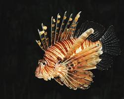 Peixe-leão