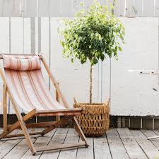 Your best bet is desert museum palo verde, which is a hybrid that grows to be about 20 feet tall, has no thorns and has a long blooming season. 13 Best Small Trees For Patios