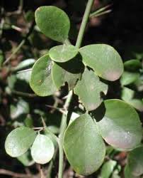 Image result for Balanitaceae