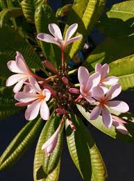 Lisa S Collection Dwarf Singapore Pink Plumeria Dsp Last Year S Inflo This Year S Flowers Frangipani Plumeria Flowers