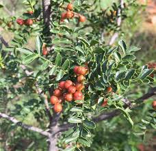 Image result for Zanthoxylum lindense