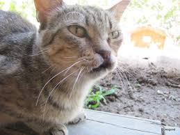 Kedi Olmak Vardi Kunegond Un Penceresinden