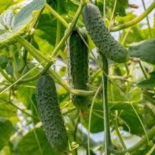 Image result for Cucumis sativus