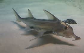 Michael starks, md is a general surgery specialist in bangor, me and has over 24 years of experience in the medical field. St Joseph Shark 6ft Shark Caught In Lake Wappapello In Southeast Missouri Jon Holmes Is A Regular Visitor To St Tobinghokkysitungkir