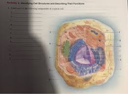 Ii) give the main function of the parts draw a neat and correct diagram of the of the human kidney and label it. Solved Activity 2 Identifying Cell Structures And Descri Chegg Com