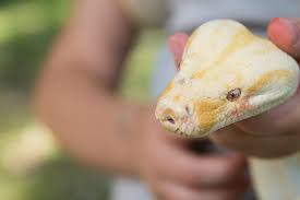 Some animals at pet stores, such as chameleons, while beautiful, can be very difficult to care for without ample experience. 6 Reasons To Get A Pet Snake Petbarn