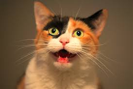 Image result for cats crying at door