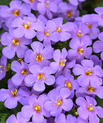 Image result for Bacopa