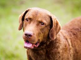 Would like female to be at least eighty lbs and … Chesapeake Bay Retriever Full Profile History And Care