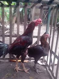 Lalu dari ketiga induk itu, ambil. Cara Mengawinkan Ayam Bangkok Agar Anakan Dominan Jantan Binatang Peliharaan