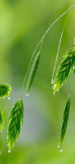 Nature Wallpaper Download Images Of Nature Beauty Nature Wallpaper Hd 3d Natural Photo Galle Hd Nature Wallpapers Nature Wallpaper Green Nature Wallpaper