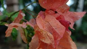 Image result for Nyctaginaceae