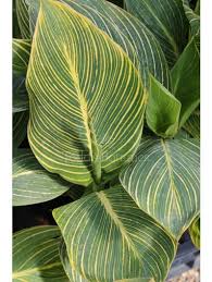 A colourful cultivar of medium size (1 m 20 to 1 m 80) sought after for its green leaves with yellow veins. Canna Variegated Canna Todd S Botanics