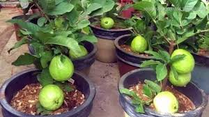 Guava paste, juice, and preserves are important in the cuisines of caribbean and southeast asian countries, and the fruits are eaten fresh or cooked. Wow Strange Guava Fruit Trees In Pots How To Plant And Grow Guava Fruit Tree In A Pot Youtube Guava Fruit Tree Guava Plant Guava Fruit