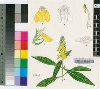 Image result for Justicia flava