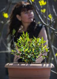 Image result for bay leaf bush foto