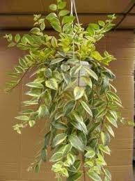 Aeschynanthus Variegata Aureum Photo De Meyst Werner Plants House Plants Photo