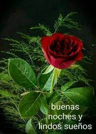 Pin By Sasha Perez On Candida Soy Misma Good Night Image Good Night Love Images Good Night Messages