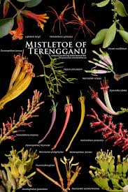 Image result for Helixanthera