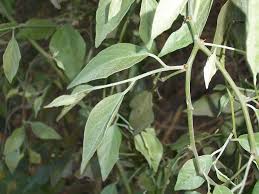 Image result for Capparis fascicularis