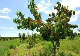 Image result for Prunus persica