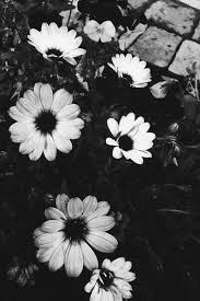 Pin By Laetitia Marot On Breath Black And White Picture Wall Black And White Photo Wall Black And White Aesthetic
