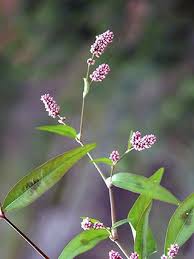 Flohknoterich Persicaria Maculosa Blutenpflanzen Naturegate Blutenpflanzen Heilpflanzen Pflanzen