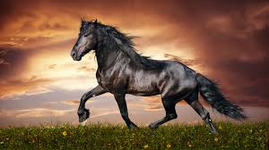 Iphone wallpapers iphone ringtones android wallpapers android ringtones cool backgrounds iphone backgrounds android backgrounds. Wallpaper Horse 5k 4k Wallpaper Hooves Mane Galloping Black Sunset Green Grass Sky Clouds Os 1531