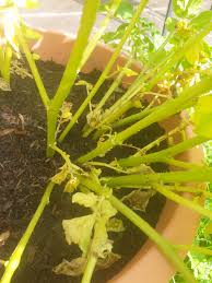 Check spelling or type a new query. Yellowing On Potatoes Bbc Gardeners World Magazine
