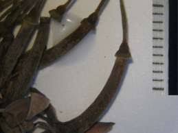 Image result for Pavetta gerstneri