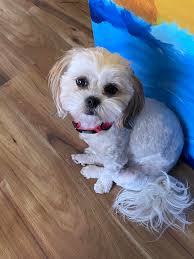 This is Mia Claire, 9 weeks old short hair red. Mini dashhound...I can't  keep due to my Miles will not except her, jealous...spoiled...no paper  south ga.