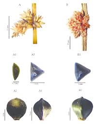 Image result for Schoenoplectiella articulata