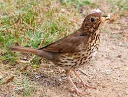 Identifying New Zealand Birds Song Thrush Beautiful Birds Different Birds