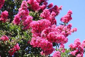 We did not find results for: A Flowering Plant That Likes Hot Weather Mymotherlode Com