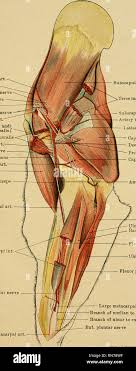 نتیجه جستجوی لغت [accessorius] در گوگل