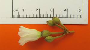 Image result for Bonamia mossambicensis