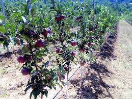 This has allowed apple growers to achieve earlier production. High Density Orchard Farm2u