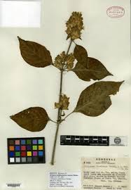 Image result for Dicliptera heterostegia